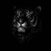 Тигр черно-белый