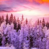 Сиреневое небо над лесом зимой