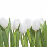 Тюльпаны бело-зеленые