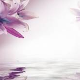 Фиолетовая лилия над водой