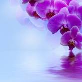 Орхидеи фиолетовые над водой