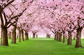 Зеленое поле у розовых деревьев