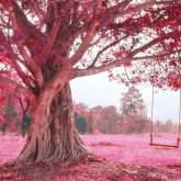 Качель на розовом дереве
