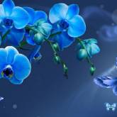 Синяя орхидея и бабочка