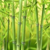 Зеленый бамбук на зеленом фоне