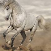 Белый конь в облаках
