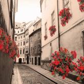 Чистая улица и красные цветы