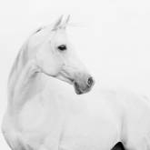 Белая лошадь на белом фоне