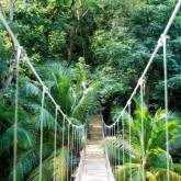 Канатный мост над пальмами