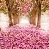 Земля в розовых цветах с деревьев