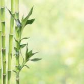 Бамбуки на фоне зеленом