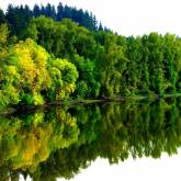 Зеленые оттенки леса в отражении реки