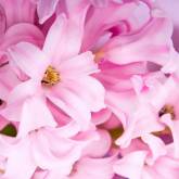 Розовые лепестки Лилии