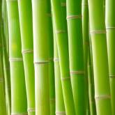 Стебли бамбука на зеленом фоне