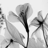 3D черно белые цветы