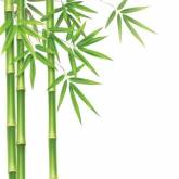 Листья бамбука на белом фоне