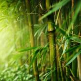 Утреннее солнце в бамбуковом лесу