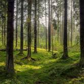 Зеленый покров в лесу
