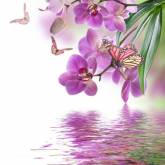 Фиолетовые орхидеи у воды и бабочка