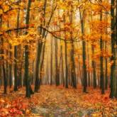 Осенний красный лес