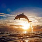 Дельфин у солнца