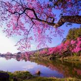 Цветущие деревья на берегу озера