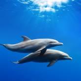 Дельфины парочка