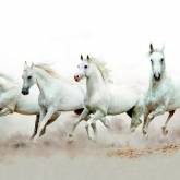 Табун белых лошадей