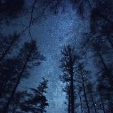Звездное небо над деревьями