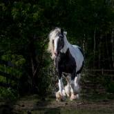 Бело-коричневая лошадь