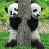 Панды у дерева