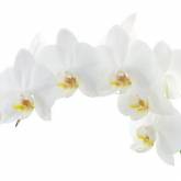 Белая орхидея с желтыми