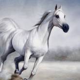 Белая лошадь скачет