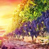 Спелый виноград на виднограднике