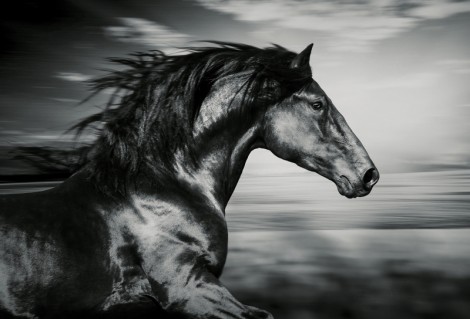 Фотообои Черный конь на стену - купить в СПб недорого от 390 руб.  Флизелиновые и виниловые. На заказ без предоплаты