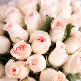 Бело-розовые розы